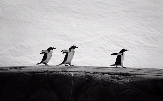 A hat-trick of penguins, Antarctica.  Amber Maitland, UK.  Highly Commended, Wild Portfolio Category 2006 