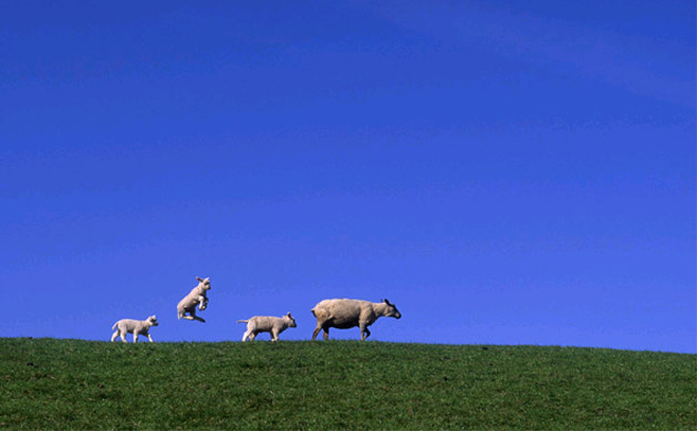 Spring Lamb, Netherlands.  Gerard Kingma, Netherlands.  Winner, Single Image ‘Moment of Freedom’ category, Travel Photographer of the Year 2005