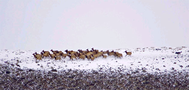 Wolf chasing Wapiti herd, Yellowstone National Park, Wyoming, USA.  Peter Dettling, Switzerland.  Runner-up, Wild Portfolio Category Travel Photographer of the Year 2006
