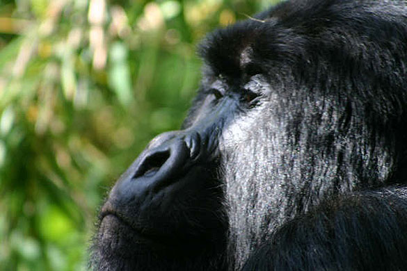 Gorilla, Cyangugu, Rwanda