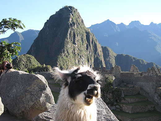Llama, Machu Picchu