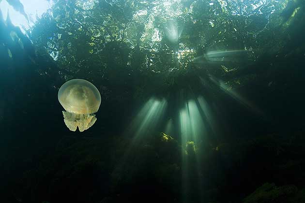 Jellyfish, Rock Islands, Palau
