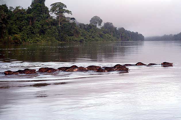 Wild pigs crossing the river Caura, Venezuela