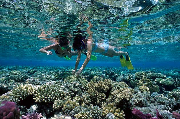 Snorkelling in the Red Sea