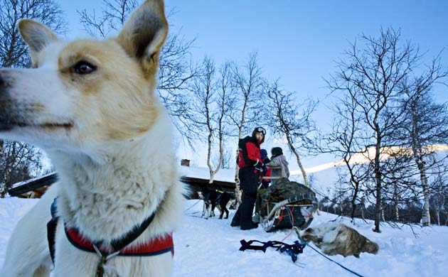 Husky Safari in Norway