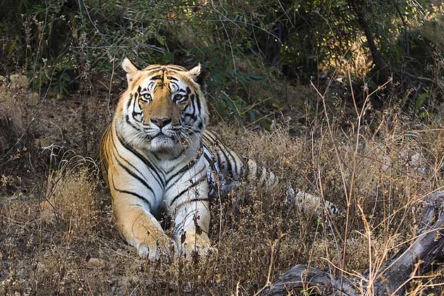Wild tiger, Bandavgarh National Park