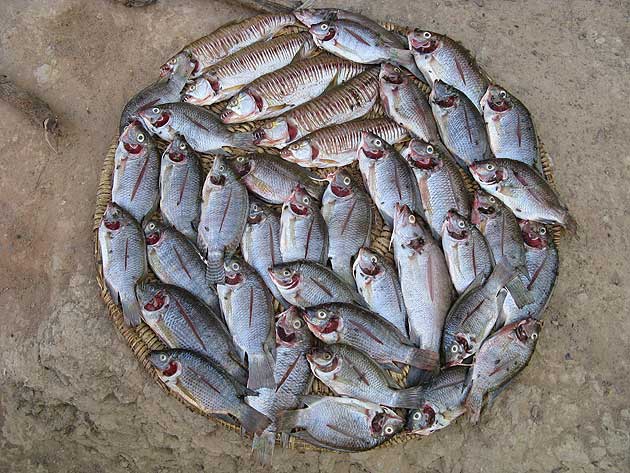 Fish, Djenne, Mali