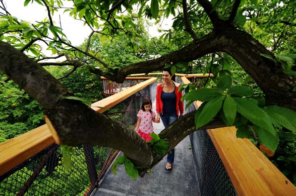 Treetop walkway