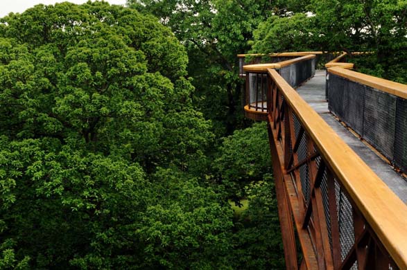 Treetop walkway
