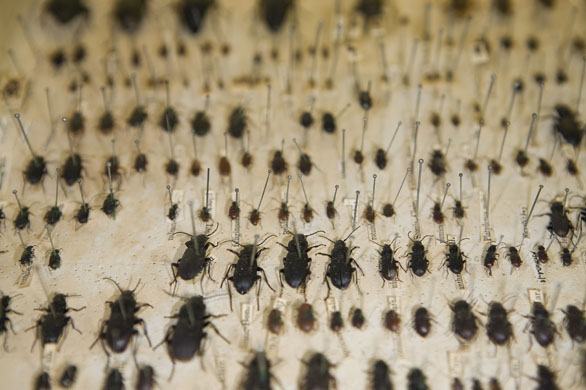 Darwin's beetle collection