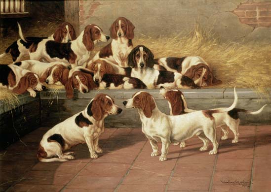Bassett hounds old