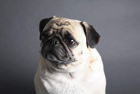 pug