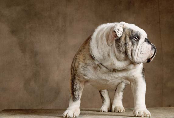 Bulldog