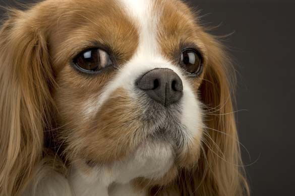 Cavalier King Charles Spaniel 