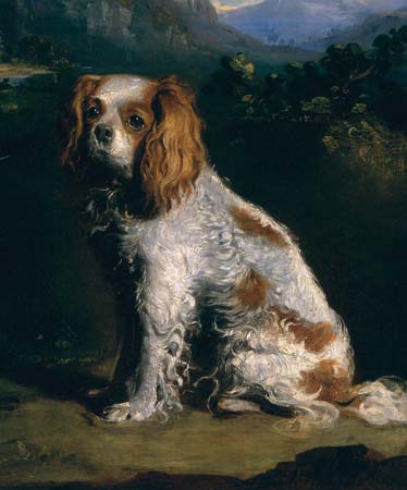 King Charles Spaniel old