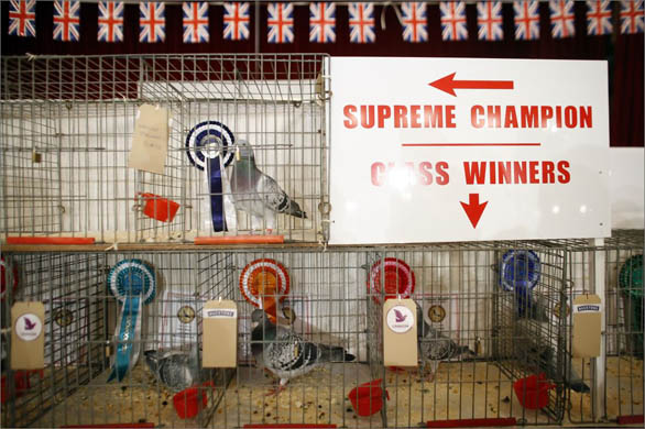 The British Homing World Show of the Year at the Blackpool Winter Gardens