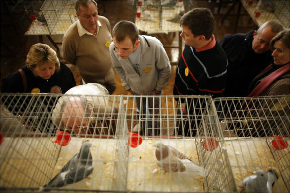 The British Homing World Show of the Year at the Blackpool Winter Gardens