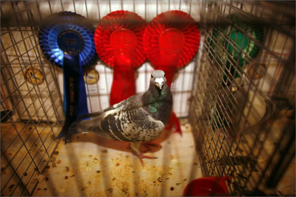 The British Homing World Show of the Year at the Blackpool Winter Gardens