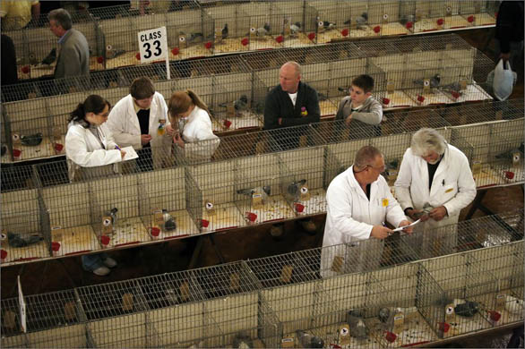 The British Homing World Show of the Year at the Blackpool Winter Gardens