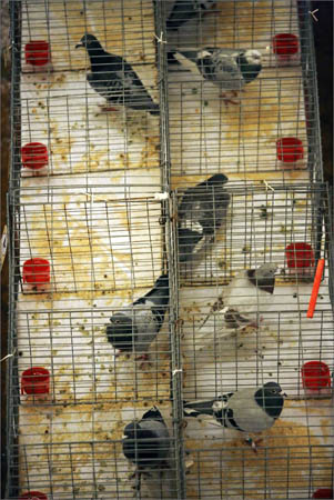 The British Homing World Show of the Year at the Blackpool Winter Gardens