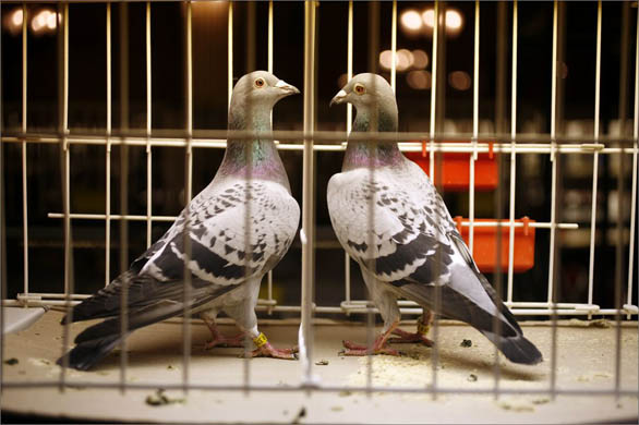 The British Homing World Show of the Year at the Blackpool Winter Gardens