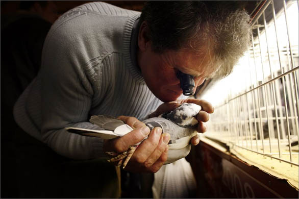 The British Homing World Show of the Year at the Blackpool Winter Gardens