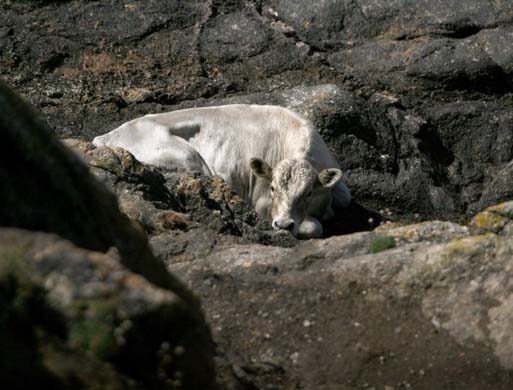 Bullock rescued by helicopter