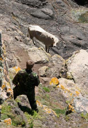 Bullock rescued by helicopter