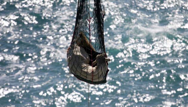 Bullock rescued by helicopter
