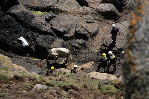Bullock rescued by helicopter
