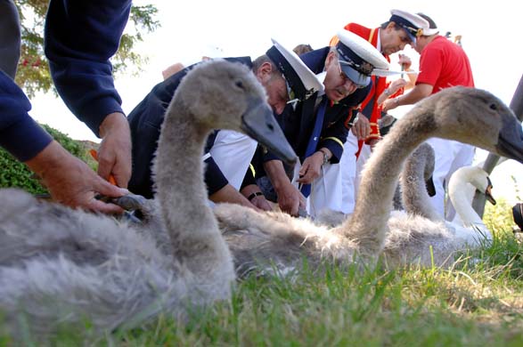 swan upping