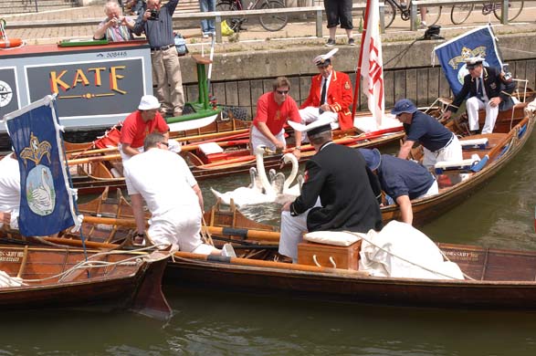 swan upping