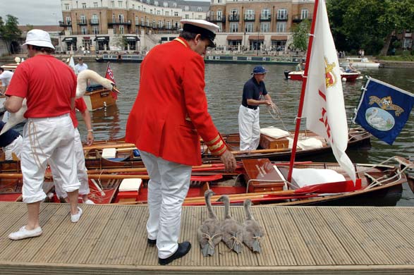 swan upping