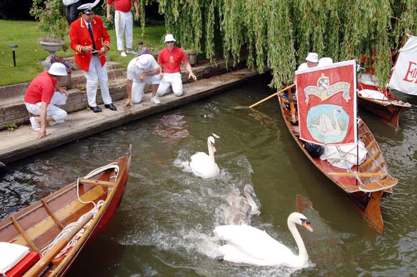 swan upping