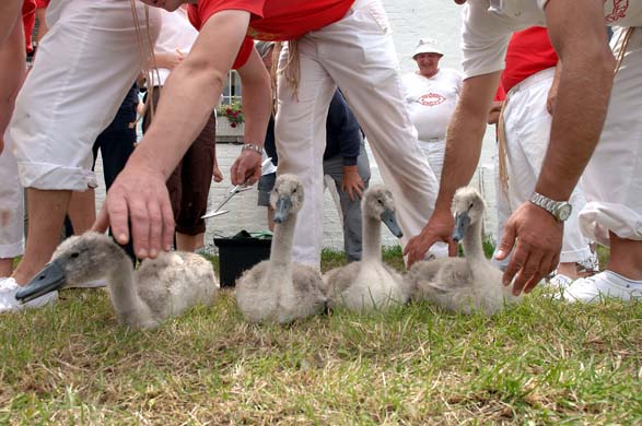 swan upping