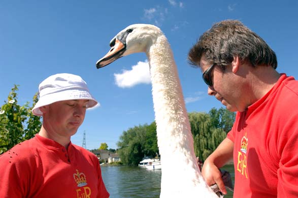 swan upping