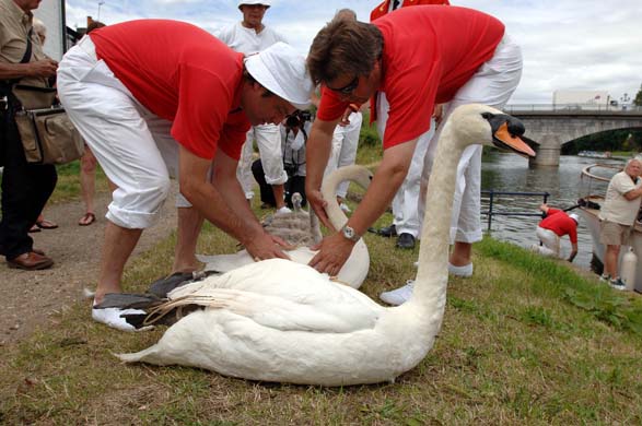 swan upping