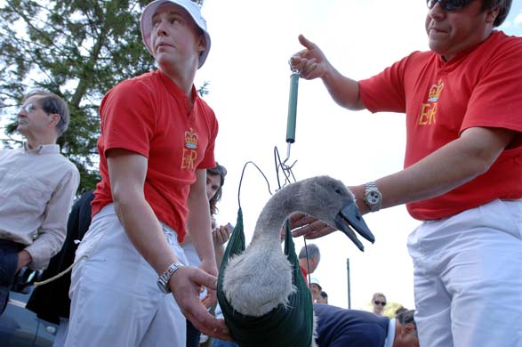 swan upping