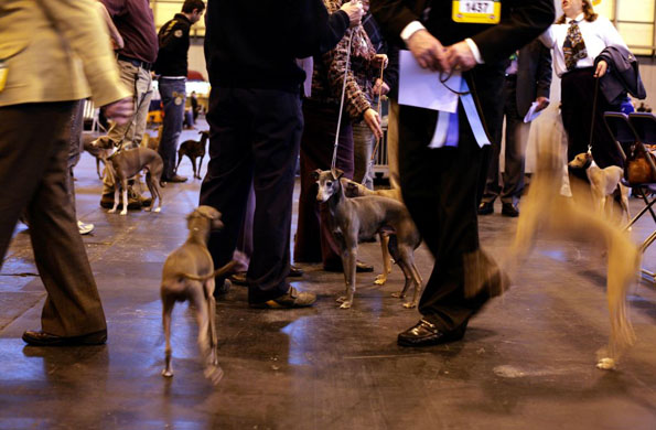 Crufts 2008 day 1