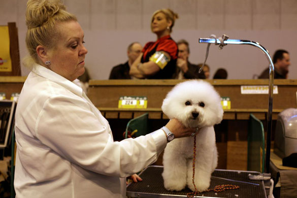 Crufts 2008 day 1