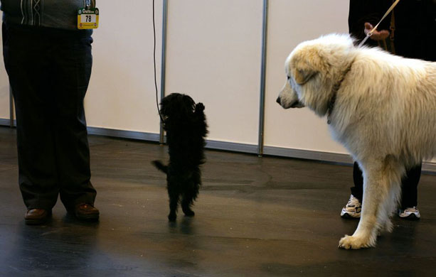 Crufts 2008 day 1