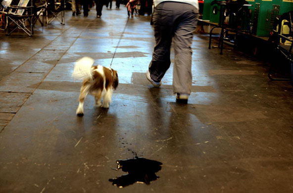Crufts 2008 day 1
