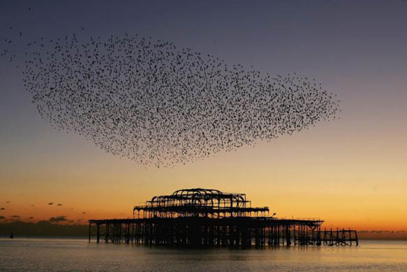 The seaside pleasure pier GD1519524@A-flock-of-starlings--9522