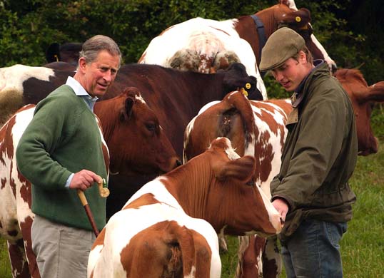Prince Charles with cows