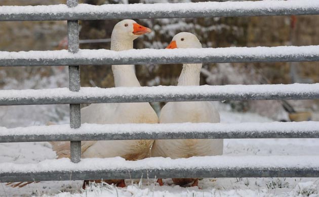 Two geese look through a snow covered gate in the village of Lockton on the edge of the North Yorkshire Moors National Park 
