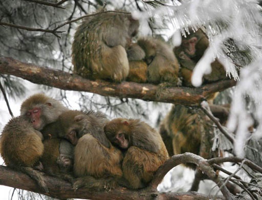 snow in China: Wild macaques