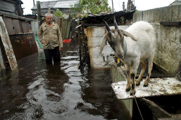 Havanna, Cuba: A man watches his goat in a flooded house in Batano