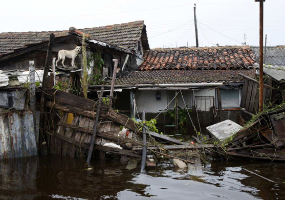 Batabano, Havana: A dog stands on the roof of a house