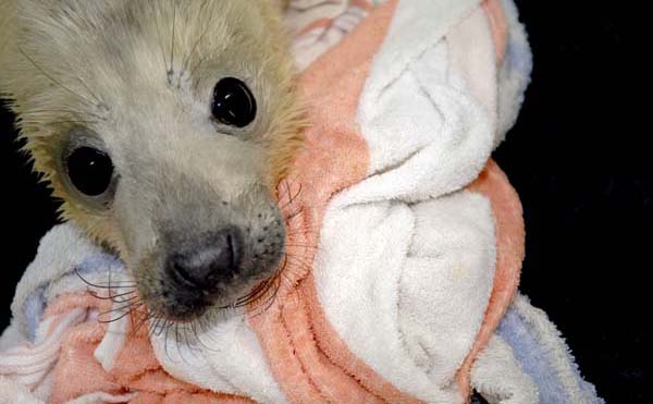 Pieterburen, Netherlands