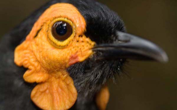 Papua province, Indonesia